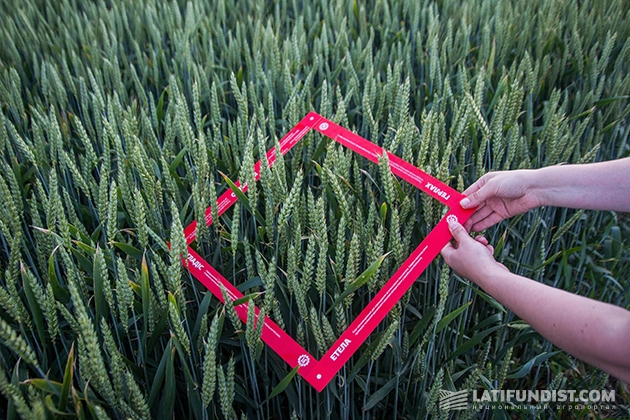 АгроЭкспедиторы измеряют биологическую урожайность пшеницы